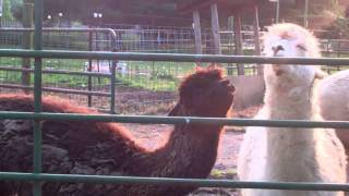 Alpaca spit fight [upl. by Cort]