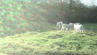 The new born baby lambs running playing amp jumping around the field [upl. by Loos742]