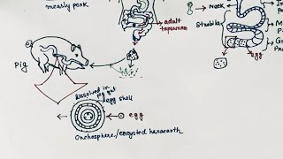 Taenia solium Lifecycle  Tapeworm  Taeniasis  Cysticercosis  English [upl. by Opal57]