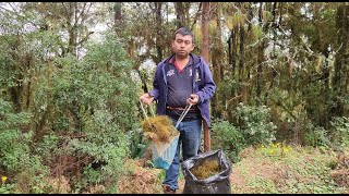 Buscando adorno Navideño en el monte musgo  con la familia [upl. by Akirre]