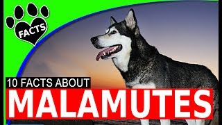 Top 10 Giant Alaskan Malamute Facts  Dogs 101 [upl. by Kcirrej]