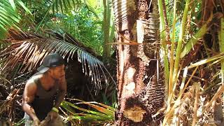 Papua New Guinea  Sago processing in the Gulf Province [upl. by Bowrah]