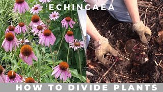 How to Divide Echinacea Purpurea purple coneflower [upl. by Kobe]