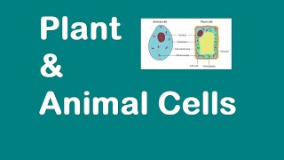 Plant and Animal Cells KS3 SCIENCE [upl. by Orit]