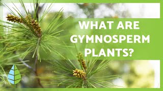 GYMNOSPERM PLANTS 🌲 Characteristics Examples Reproduction and more [upl. by Ytsud277]