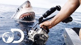 Great White Shark Hunting Techniques [upl. by Jodi]