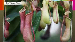 Insectivorous Plants  Macmillan Education India [upl. by Borlase903]