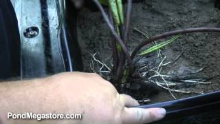 Planting a Hardy Waterlily properly Planting Pond Plants Water Gardening Help [upl. by Capwell]