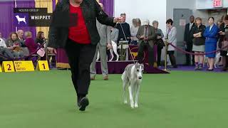 Whippets  Breed Judging 2019 [upl. by Eniala]