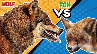 Wolf VS Fox  Who Would Win [upl. by Luahs29]