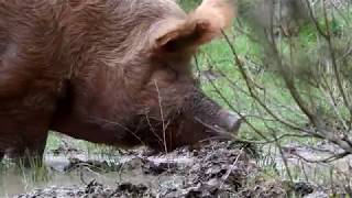 Tamworth Pigs at Knepp [upl. by Tyler]