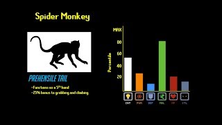 The Primate Tier List [upl. by Ennaegroeg]