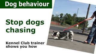 How to stop dogs chasing everything  Expert dog control advice [upl. by Atlas]