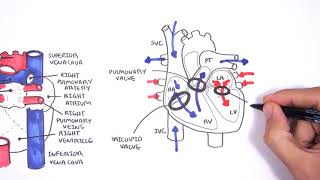 Lobar and Segmental Lung Anatomy on CT [upl. by Suqram]