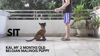 Belgian Malinois Puppy Training  Basic Obedience Basic Commands Part 1 [upl. by Mallory43]