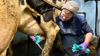 WE ARE DOING IT  MILKING COWS [upl. by Rame]