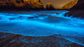 What Is Bioluminescence [upl. by Mackler]