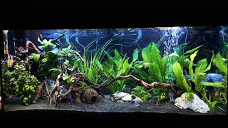 My 180 L Juwel Rio Aquarium [upl. by Brucie]