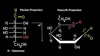 Fischer to Haworth Projection [upl. by Briggs994]