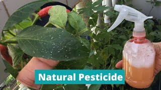 DIY PESTICIDE  HOMEMADE INSECT REPELLANT  Natural Pesticide for Plants  Effective Insecticide [upl. by Qerat184]