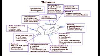 Biology Cell Structure I Nucleus Medical Media [upl. by Htebaile]