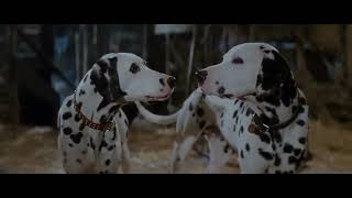 101 Dalmatian puppies reunited [upl. by Ifok]