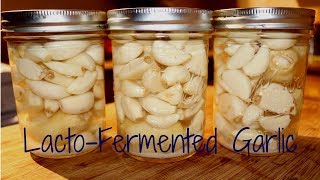 Fermenting Garlic [upl. by Yendys]