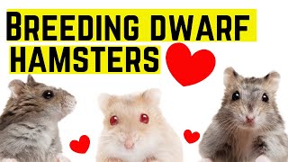 Breeding dwarf hamsters ♥️ [upl. by Hagar130]