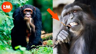 10 Animal SPECIES That Eat Their BABIES 😰 [upl. by Sternlight]