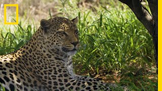 Protecting Leopards From Human amp Wildlife Conflicts  National Geographic [upl. by Vladi]