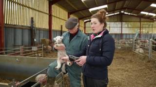 How to castrate a lamb  Lamlac [upl. by Saxela564]