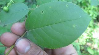 Tree ID Chokecherry [upl. by Elsinore]