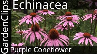 Echinacea Purpurea  Purple Coneflower  Growing Echinacea [upl. by Aerdnu]