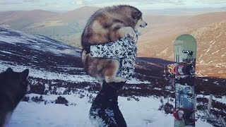 GIANT MALAMUTE FROM A TINY PUPPY  OUR FAVOURITE MEMORIES [upl. by Enoob]