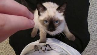 Siamese Kitten LOUDEST Purring [upl. by Eema]