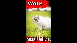 Ragdoll Kittens Bocolor Lynx [upl. by Thornton]