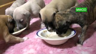 Puppies FeedingWhippets [upl. by Hadeis]