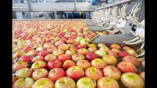 How to Processing Fruit in Factory  Automatic Modern Fruit Processing Grading amp Packing Macine [upl. by Notsej]