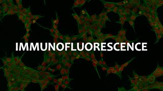 Immunofluorescence IF Immunohistochemistry IHC and Immunocytochemistry ICC [upl. by Yaffit]