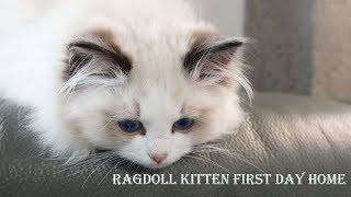 Ragdoll kitten first day home： Three month！ Seal bicolor boy Joule come home 2019 [upl. by Enajharas897]