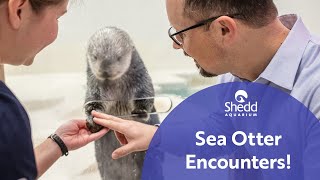 Sea Otter Encounters [upl. by Siana983]