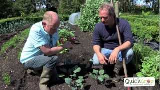 How To Grow Kohlrabi With Quickcrop [upl. by Aiak801]