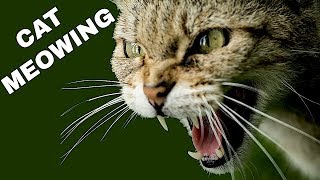 Cat Sound Effect  Cat Meowing [upl. by Goldsworthy]