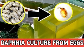 HOW TO HATCH DAPHNIA EGGS  HOW TO CULTURE DAPHNIA [upl. by Nahoj498]