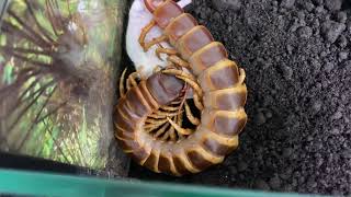 Scolopendra gigantea orange brown form feeding mouse [upl. by Nolek]