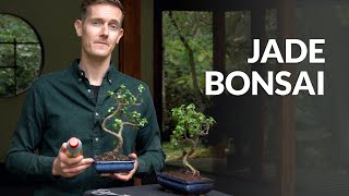 Jade Bonsai tree care [upl. by Zuckerman]