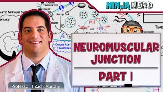 Musculoskeletal System  Neuromuscular Junction  Neuromuscular Transmission Part 1 [upl. by Royall]