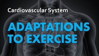 Adaptations to Exercise  Cardiovascular System 07  Anatomy amp Physiology [upl. by Hajed]