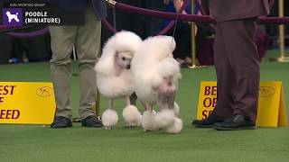 Poodles Miniature  Breed Judging 2020 [upl. by Georgena]