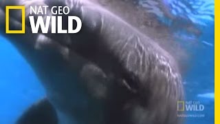 The Dark Side of Dolphins  Nat Geo Wild [upl. by Theodor305]